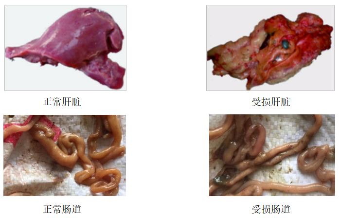 嘔(ǒu)吐(tǔ)毒素.png 嘔吐毒素.png