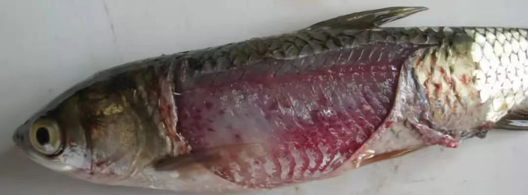 紅(hóng)肌肉形(xíng).jpg 紅肌肉形.jpg