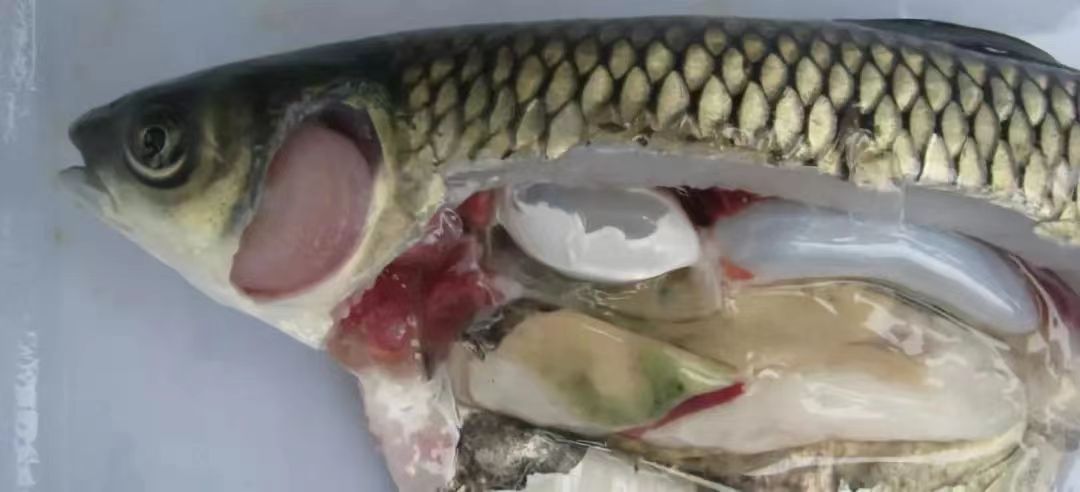 白(bái)腮.jpg 白腮.jpg