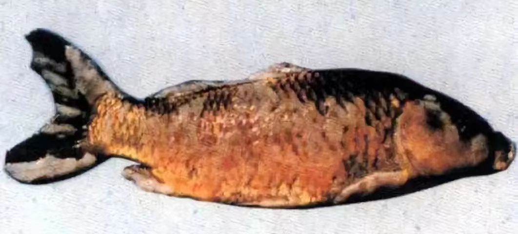 痘瘡病2.jpg 痘(dòu)瘡病2.jpg