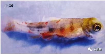 肌(jī)肉出血鮭魚.jpg 肌肉出血鮭魚.jpg